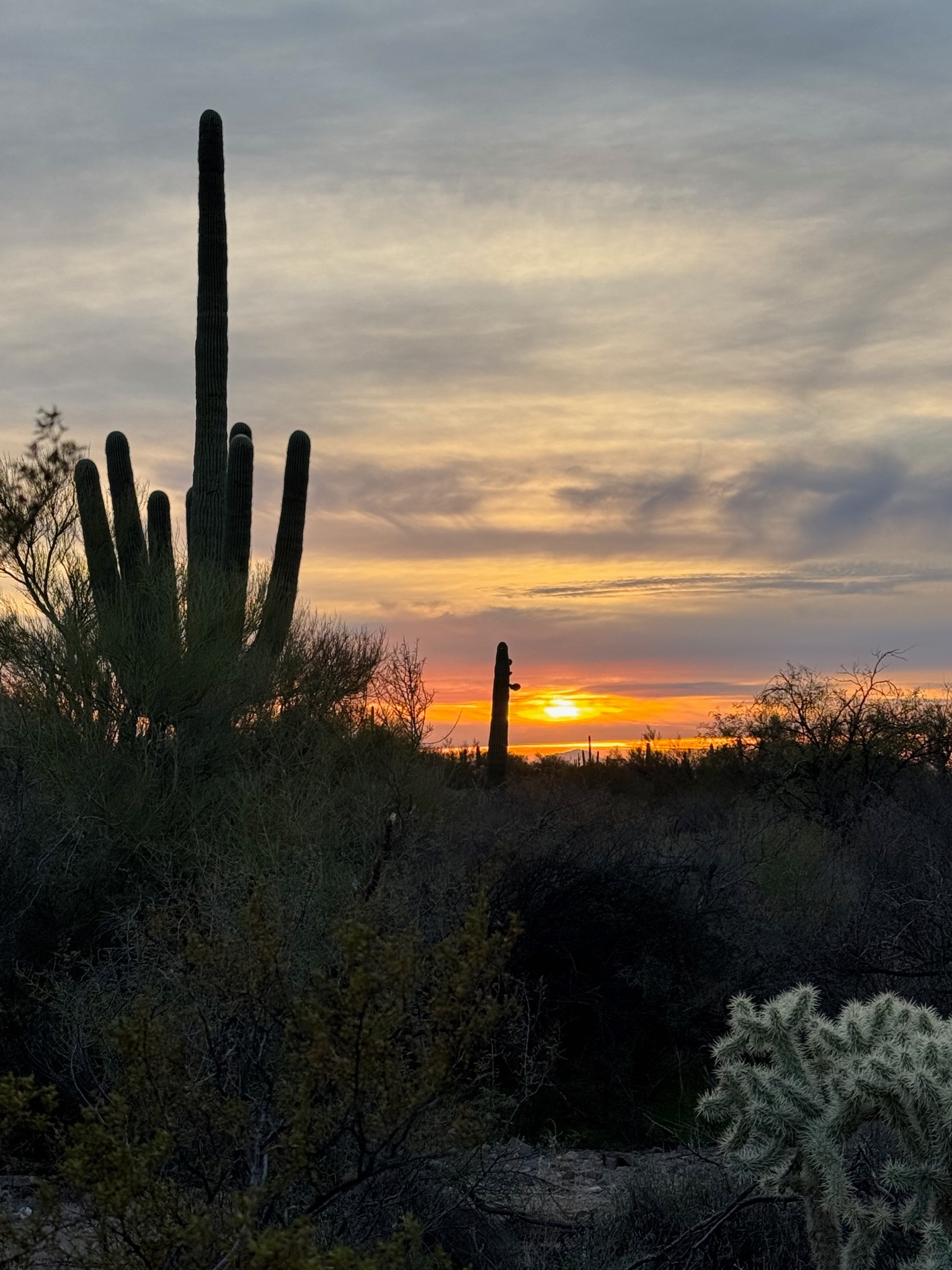 Sonoran Desert vegetation and mountain views