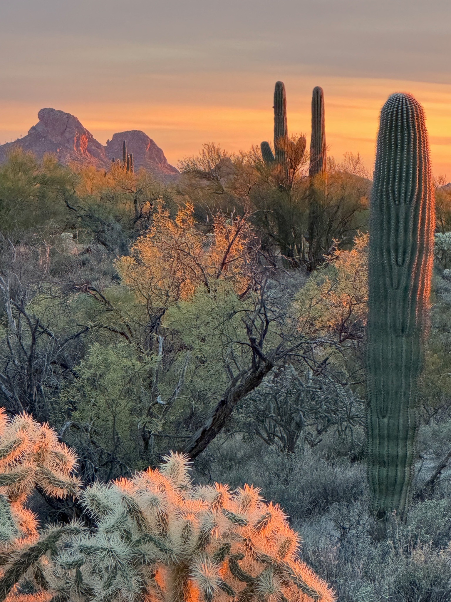 Desert woodland and saguaro at Ranches at Suizo Mountain