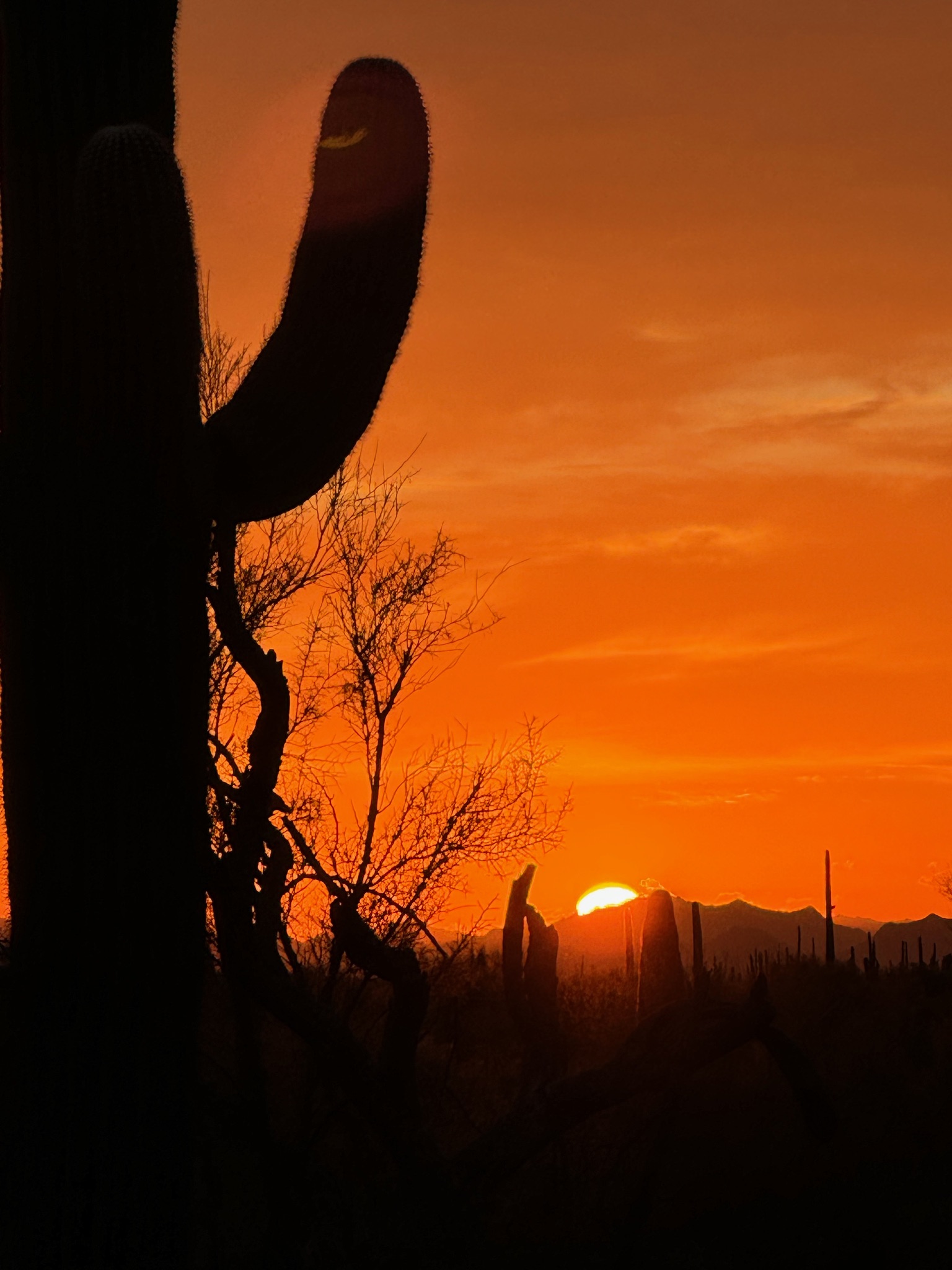 Ranch sunset with saguaro cactus